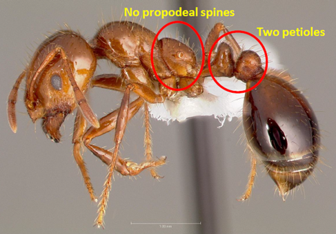 Red imported fire ant