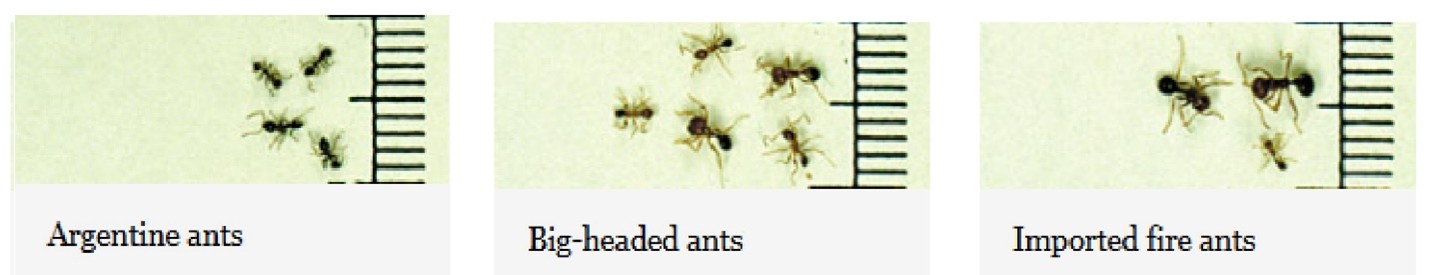 fire ants