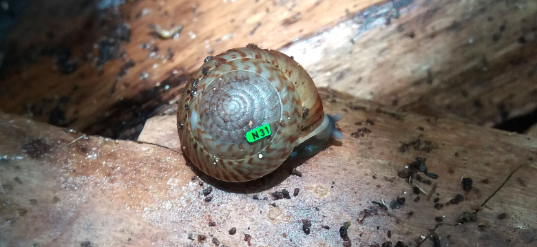 Land Snail Recovery